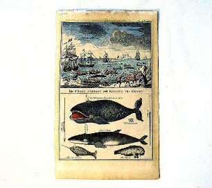 THE WHALE FISHERY and KILLING THE BEARS