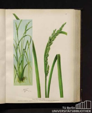 Oryza sativa Linné. Reis.