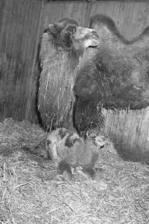 Nachwuchs bei den Kamelen im Karlsruher Zoo