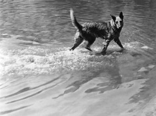 Schäferhund an der Pegnitz