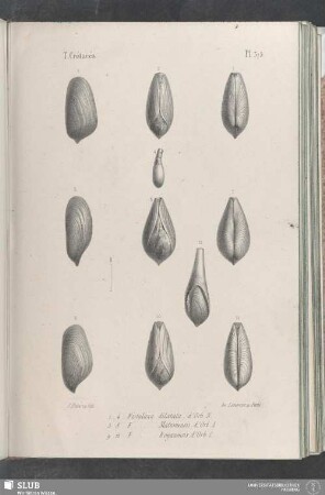 Pl. 375