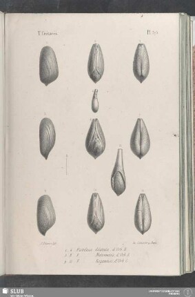 Pl. 375
