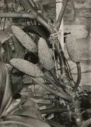 Baumlieb oder Fensterblatt (Monstera deliciosa L.), Zucht des VEB Gartenbau Dresden. Fruchtstand