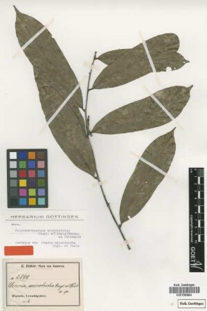 Uvaria microtricha Engl. & Diels [isotype]