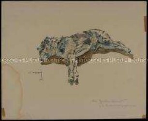 Studie eines schlafenden Hundes