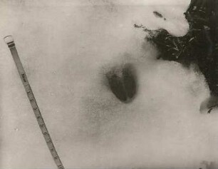 Europäisches Reh (Capreolus capreolus L.), Trittsiegel des vertraut ziehenden Rehes im Schnee