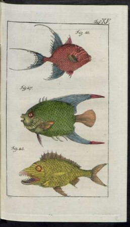 Taf. XV. Fig. 46. - Fig. 48.