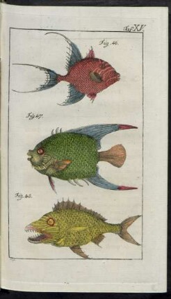 Taf. XV. Fig. 46. - Fig. 48.