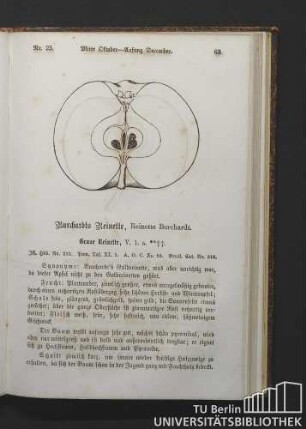 Nr. 23. Burchardts Reinette, Reinette Burchardt.