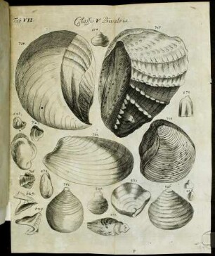 Tab. VII. Classis V. Bivalvia.