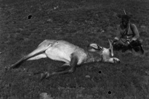 Erlegte Pferdeantilope : Erlegte Pferdeantilope.