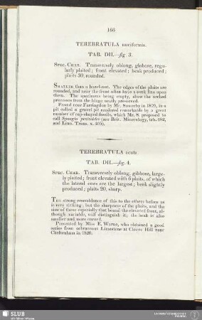 Terebratula nuciformis. Tab. DII. - fig. 3