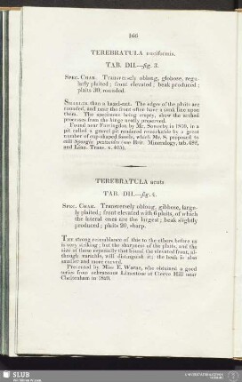 Terebratula nuciformis. Tab. DII. - fig. 3