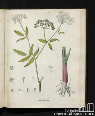 Sium latifolium.