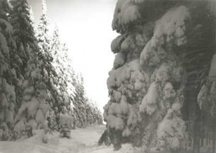 Osterzgebirge. Scharspitze. Verschneiter Fichtenwald am K-Flügel