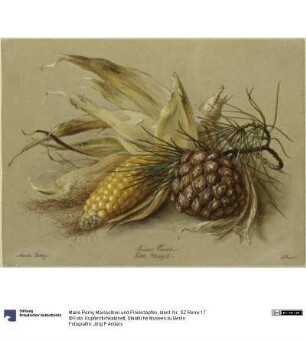 Maiskolben und Pinienzapfen