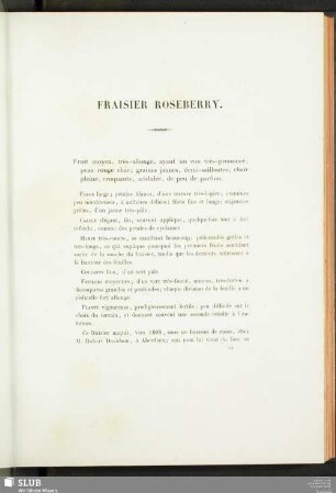Fraisier Roseberry