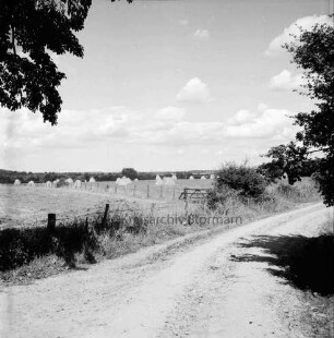 Wirtschaftsweg: vorn Zaun: im Hintergrund Wiesen mit Heuhocken: Blick Richtung Lübeck: rechts und links Baumäste