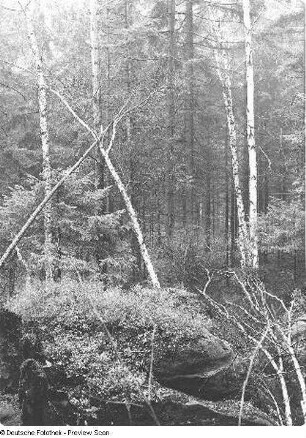 Sächsische Schweiz. Am Pfaffenstein. Wald mit Birken