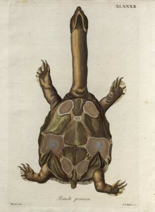 Tab. XXXB. Testudo granosa