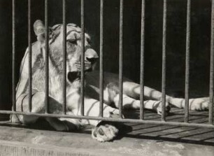 Afrikanische Löwin im Käfig im Zoologischen Garten Dresden