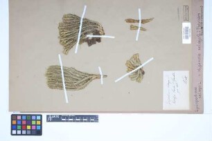 Huperzia selago (L.) Bernh.