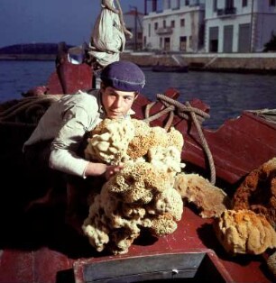 Kreta, Agios Nikolaos. Schwammfischer von Symi (Dodekanes) mit fürs Lager hergerichteten Schwämmen