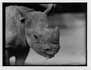 Nashorn im Zoologischer Garten Dresden