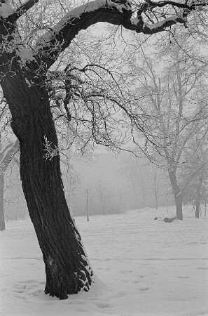 Verschneiter Park