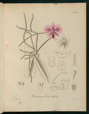151r-151v, Phalaenopsis Lowii