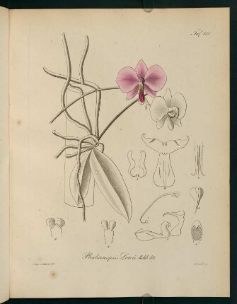 151r-151v, Phalaenopsis Lowii