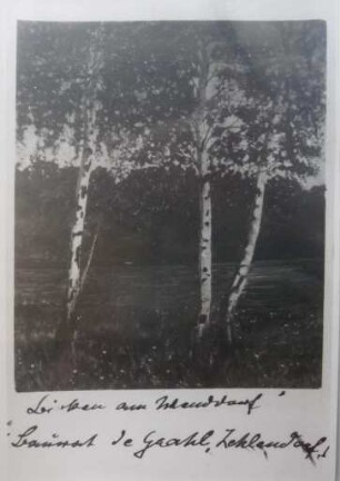 Birken am Wenddorf