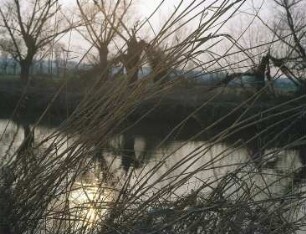 Schilf am Ufer der Unstrut