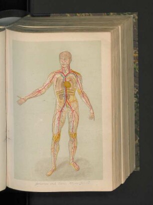Arteries and Veins. Plate No. 17.