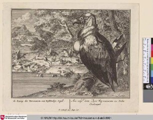 de Koning der Warwouwen, een West-Indise Vogel