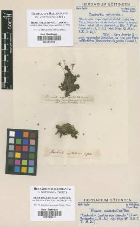 Marchantia polymorpha L.