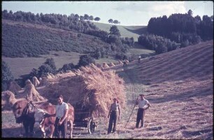 Getreideernte im Dreisamtal