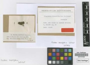 Fissidens dissitifolius Sull. [isotype]
