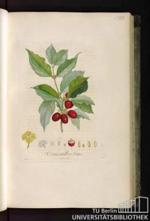 Pl. XXIX. Cornouiller cultivé.
