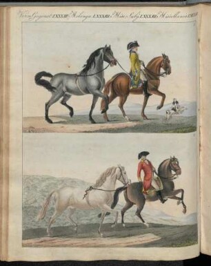 No. 21. Verm. Gegenstände LXXXIII. Das Pferd Mit Seinen Verschiedenen Racen.