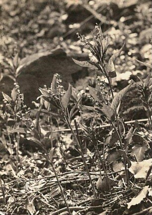 Wald-Bingelkraut (Mercurialis perennis)