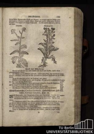 Cap. 28. Weiß Gartendistel, Carduus hortensis. Haberdistel und Felddistel, Carduus sylvestris.