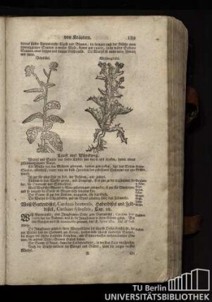 Cap. 28. Weiß Gartendistel, Carduus hortensis. Haberdistel und Felddistel, Carduus sylvestris.