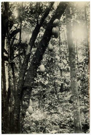 Wildgewachsener Kakao im Urwald Surinams