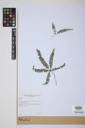Adiantum
