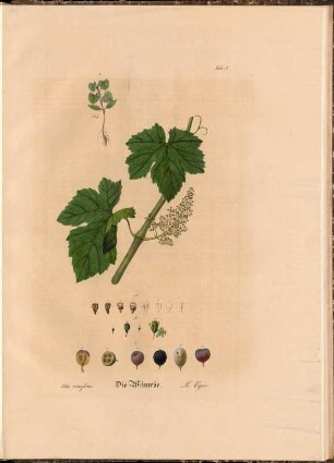 Tab. A. Die Weinrebe