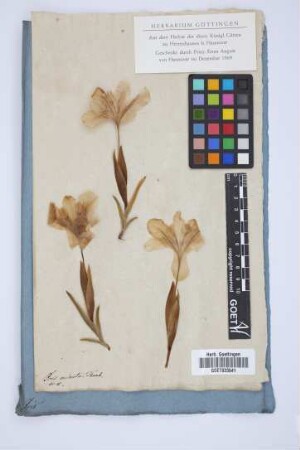 Iris minuta Thunb.