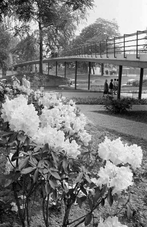 Rhododendron-Blüte im Stadtgarten.