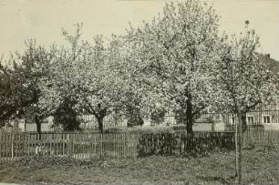 Baumblüte in Altzitzschewig