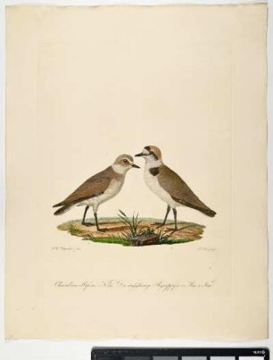 Charadrius albifrons. Nobis. Der weißstirnige Regenpfeifer. 1. Mas. 2. Fem. - Flußregenpfeifer. Charadrius dubius; mas. fem. - Zeichner: Johann Mathias Hergenröder; Stecher: Johann Carl Bock